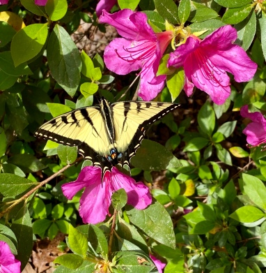 Friday, azalea tiger swallowtail